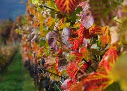 Scenic vineyard at Franz Haas
