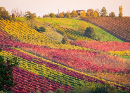 Colorful Lambrusco vineyards in the fall