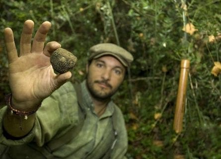 Truffle Hunting