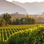 Franciacorta Wine Tour