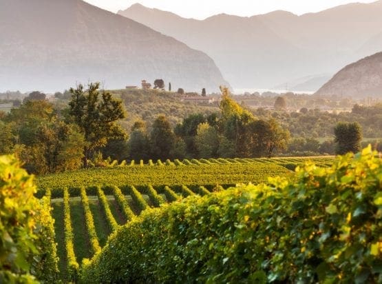 Franciacorta Wine Tour