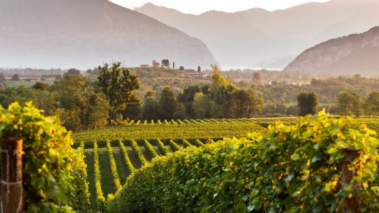 Franciacorta Wine Tour