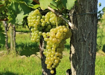 Friulano, the principal grape of Colli Orientali