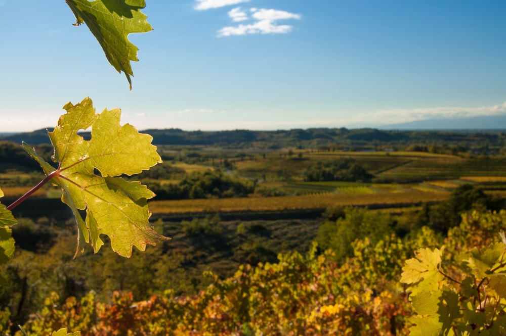 Friuli Collio Vineyards Friuli Collio Vineyards