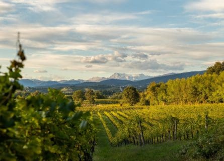 Vineyards of Friuli