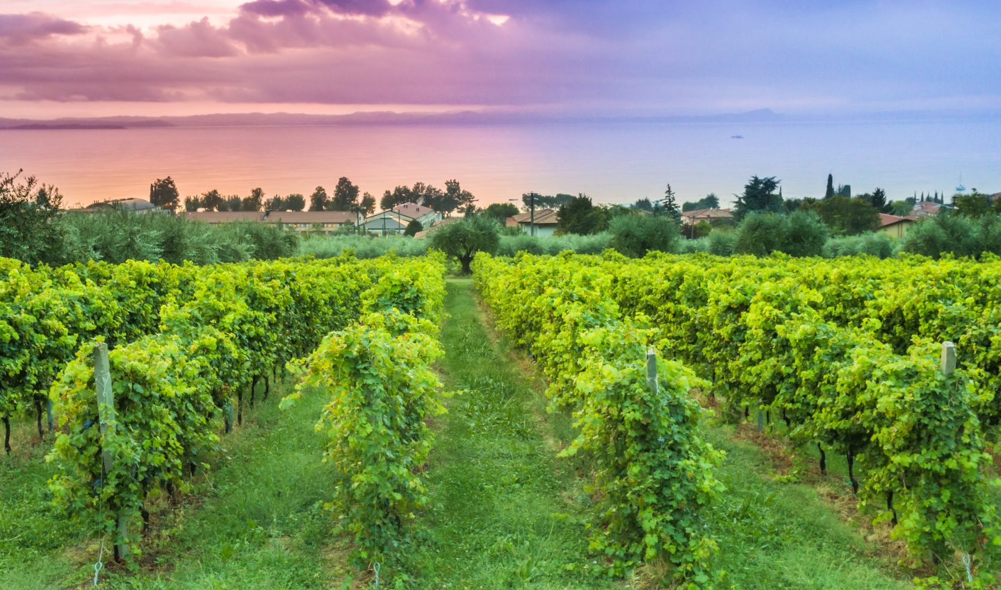 Vineyards near Lake Garda