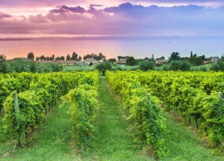 Vineyards near Lake Garda