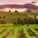 Maremma Wine Tour