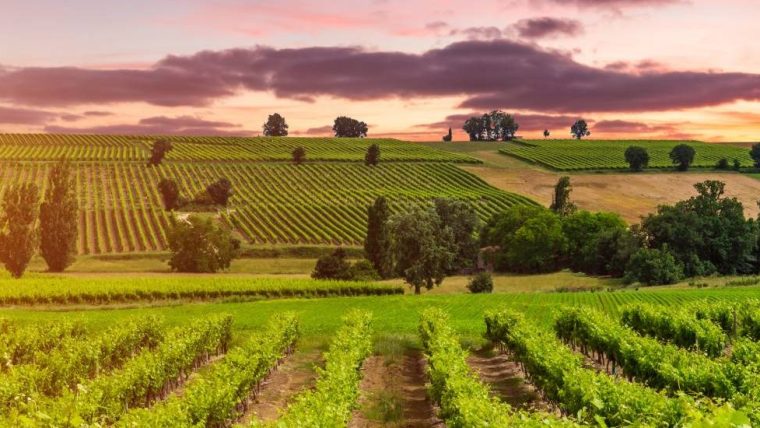 maremma wine tour