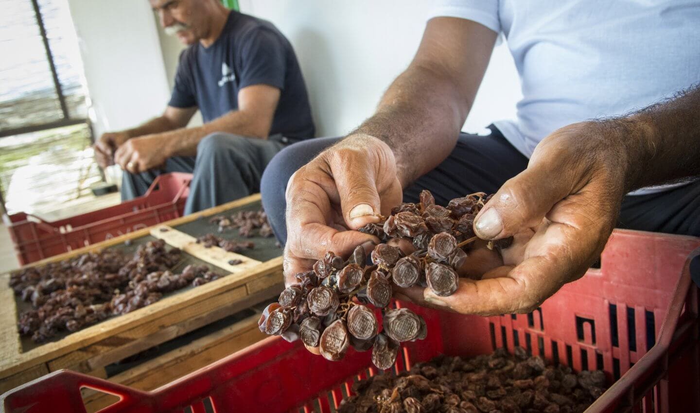 Sorting dried grapes at Donnafugata