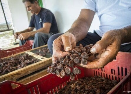 Sorting dried grapes at Donnafugata