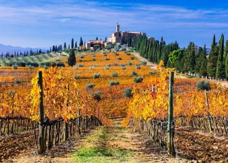 Vineyards Surrounding Montalcino in the Autumn