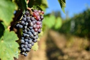 montalcino photo montalcino - sangiovese-grapes