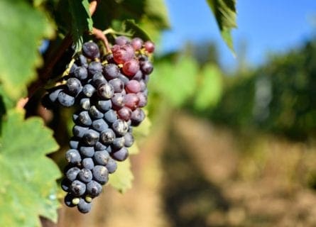 The Legendary Sangiovese Grapes