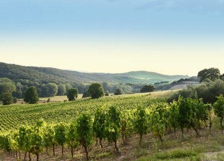 view of vineyards from Salcheto winery