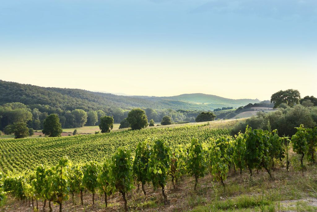 view of vineyards from Salcheto winery