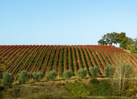 Morellino di Scansano