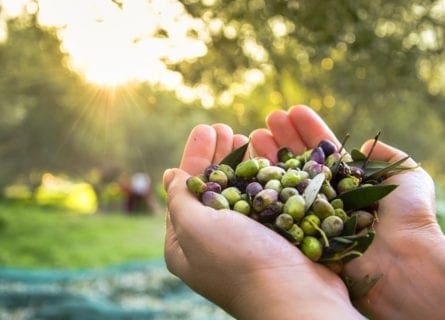 olive-oil - olives-harvested-by-hand