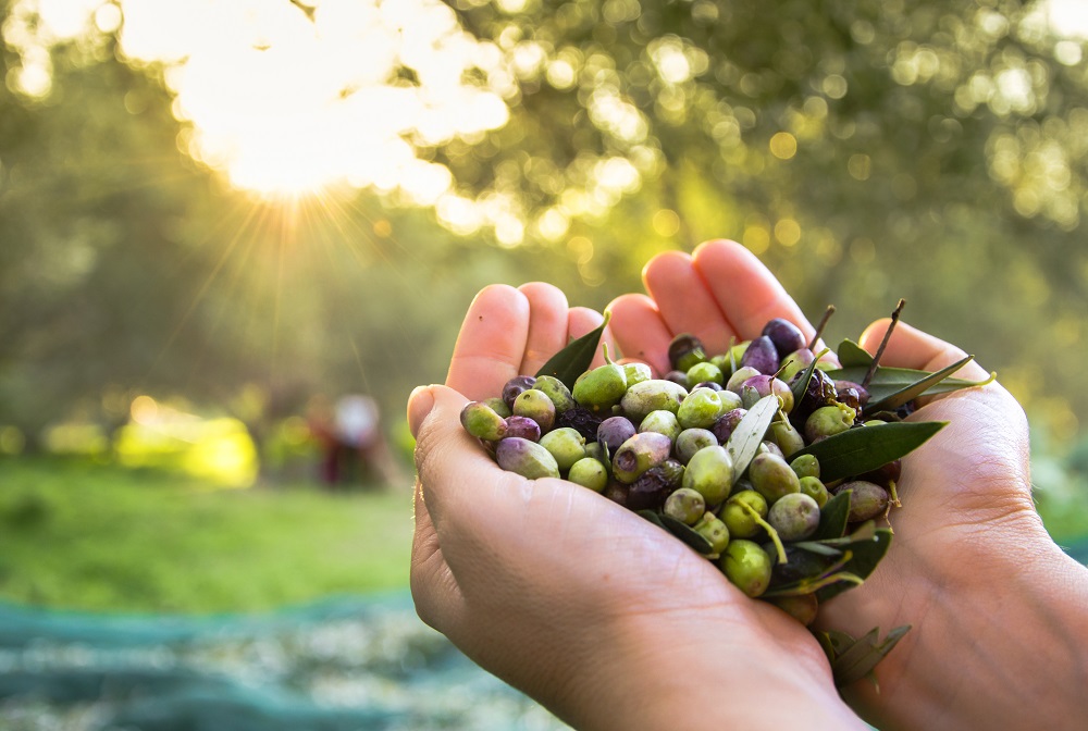 olive-oil - olives-harvested-by-hand