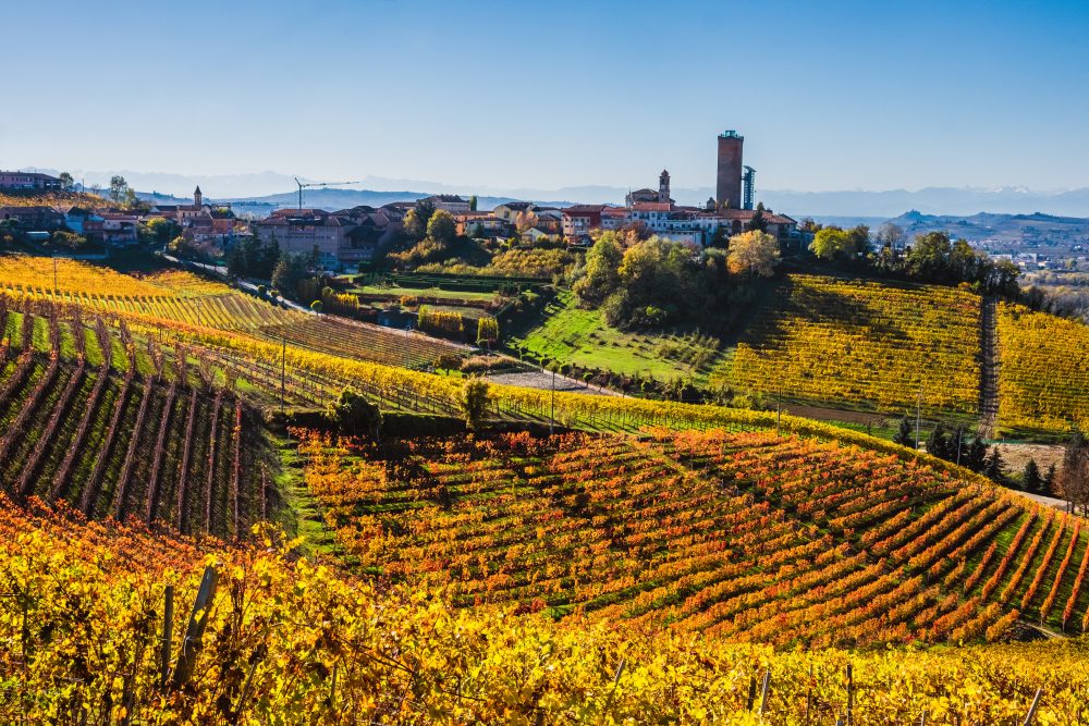 Barbaresco vineyards in the autumn