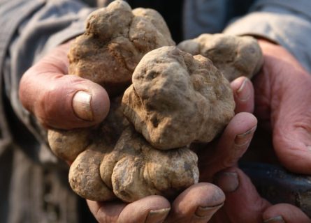 White truffles from Alba White truffles from Alba