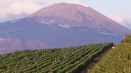 De Falco vineyards, with Vesuvio in background