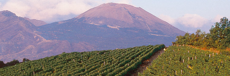 De Falco vineyards, with Vesuvio in background