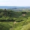 Prosecco Wine Tour