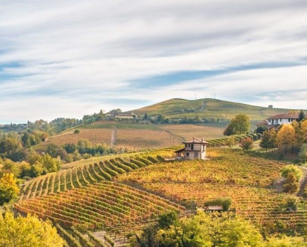 Roero Wine Region Guide