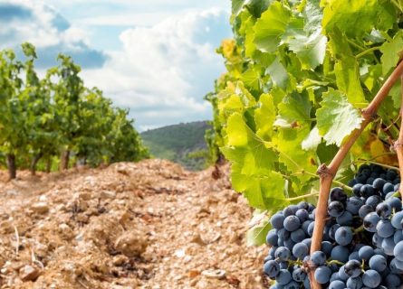 sardinia - sardinia wine region