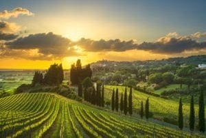 siena photo siena - tuscany-vineyards