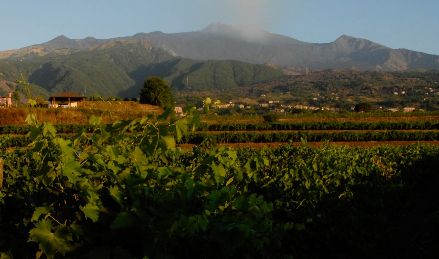 Murgo winery in the shadow of Mt. Etna