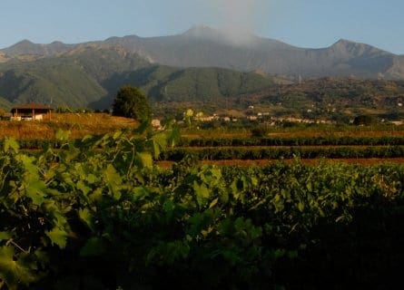 Murgo winery in the shadow of Mt. Etna