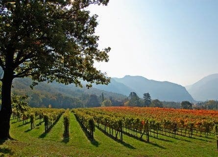 Tenuta san Leonardo Vineyards