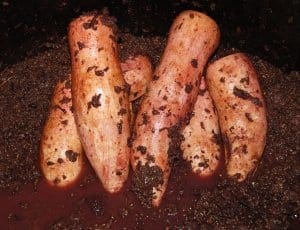 brovada, marinated turnips brovada, marinated turnips