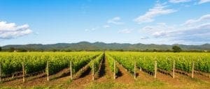 maremma-wine-region maremma-wine-region