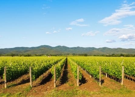 The vineyards of Maremma