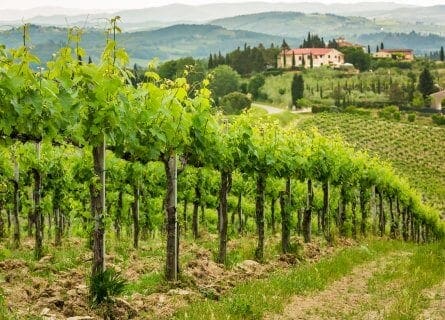 Montalcino Vineyards