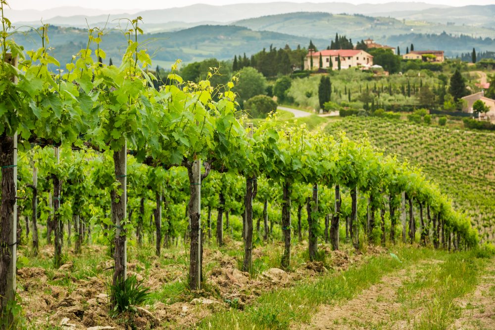 Montalcino Vineyards Montalcino Vineyards