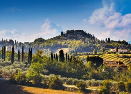 tuscany - tuscany-cypress-and-vineyards