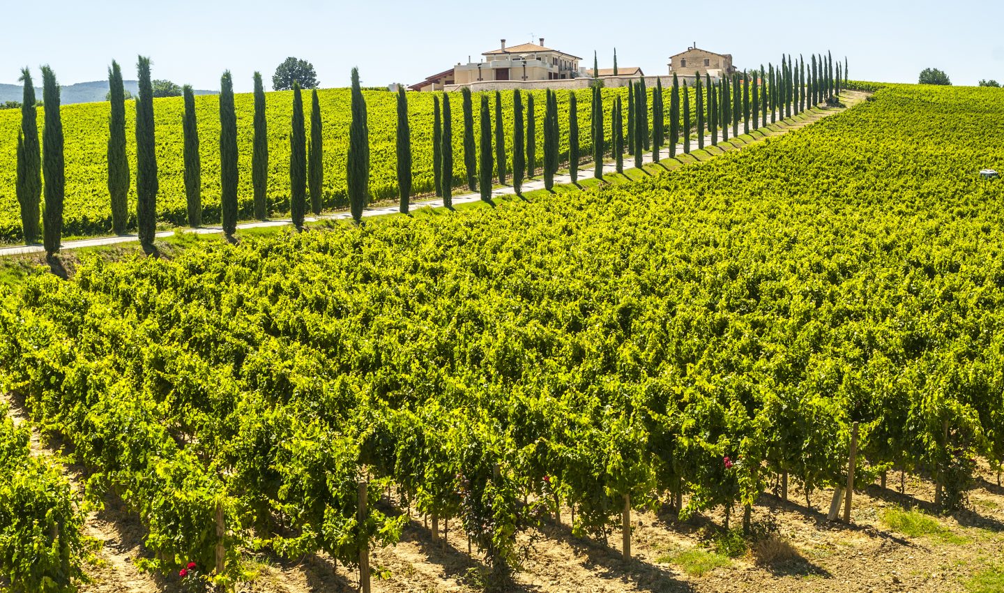 Cypresses lining vineyard near Perugia