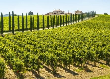 Cypresses lining vineyard near Perugia