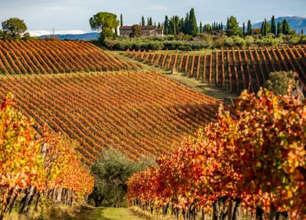 Sagrantino Vineyards in Montefalco