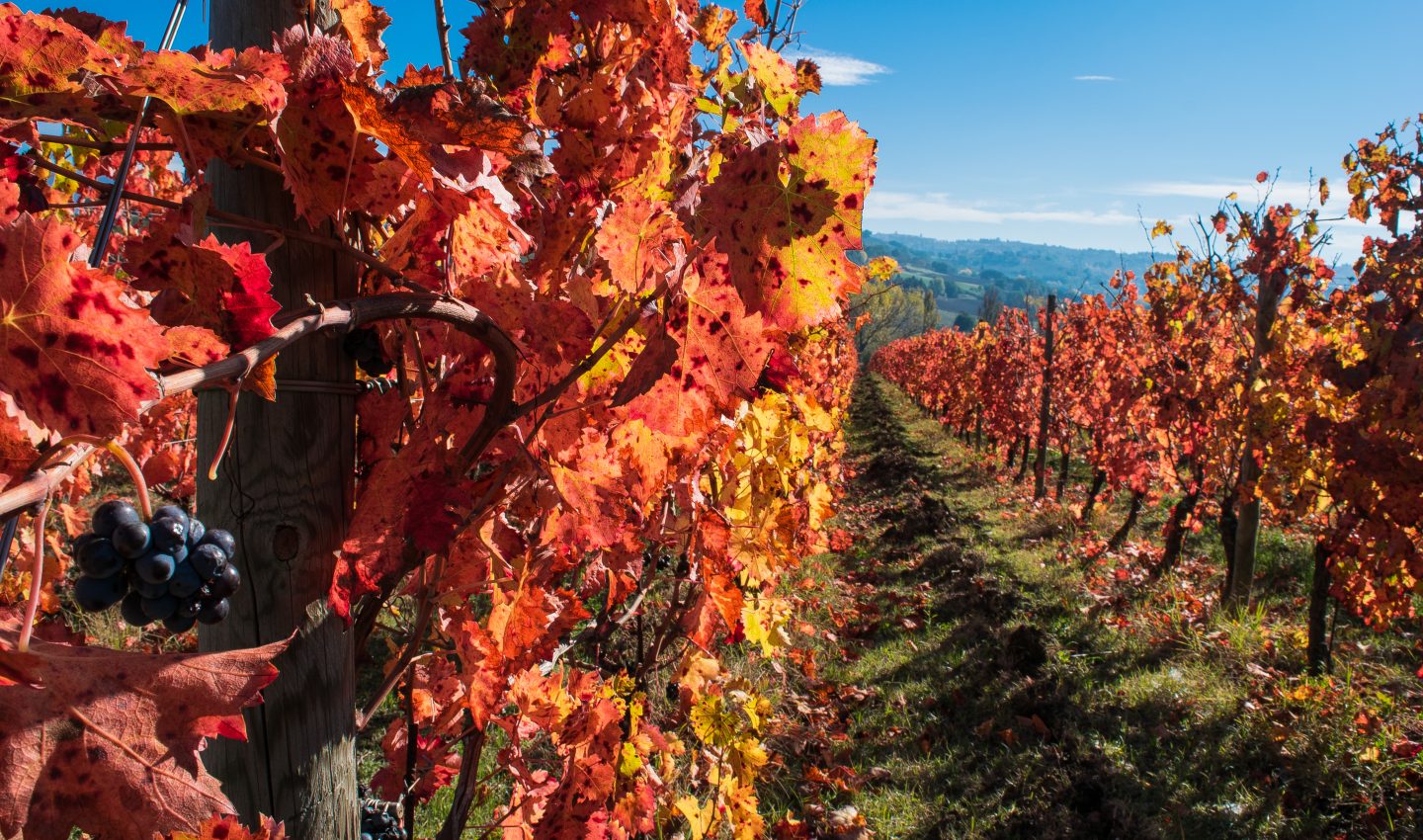 Sagrantino vines autumn colors