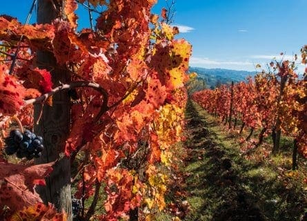 Sagrantino vines autumn colors