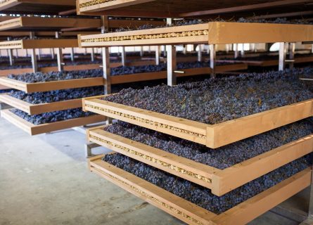 Grapes Being Dried on Wooden Racks (a Process Called Appassimento)
