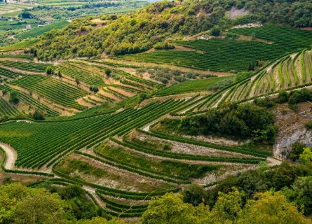 Terraced Vineyards of Valpolicella