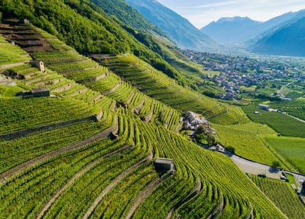 Nebbiolo vineyards in Bianzone