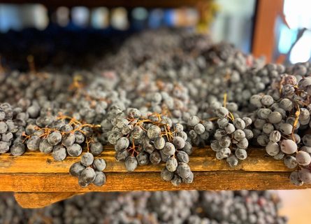 Drying Grapes on Racks in Amarone della Valpolicella