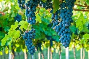 Ripe Amarone Grapes Ripe Amarone Grapes